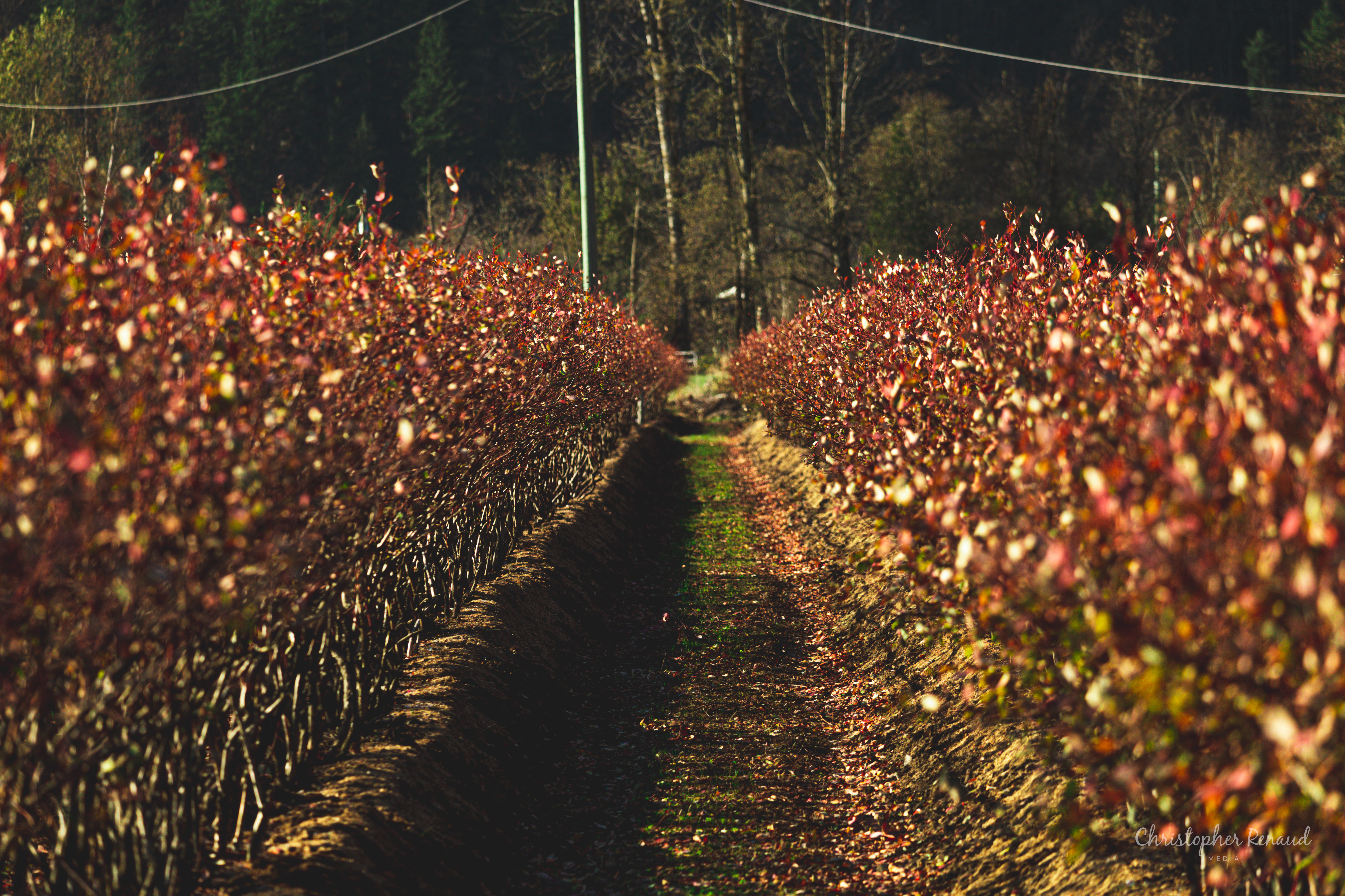 Artistic lifestyle photography in Agassiz BC by Chris R Media, capturing the beauty of everyday life.